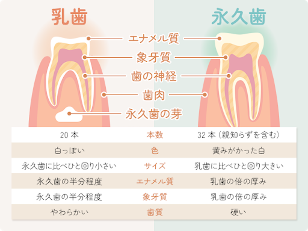 乳歯と永久歯の比較