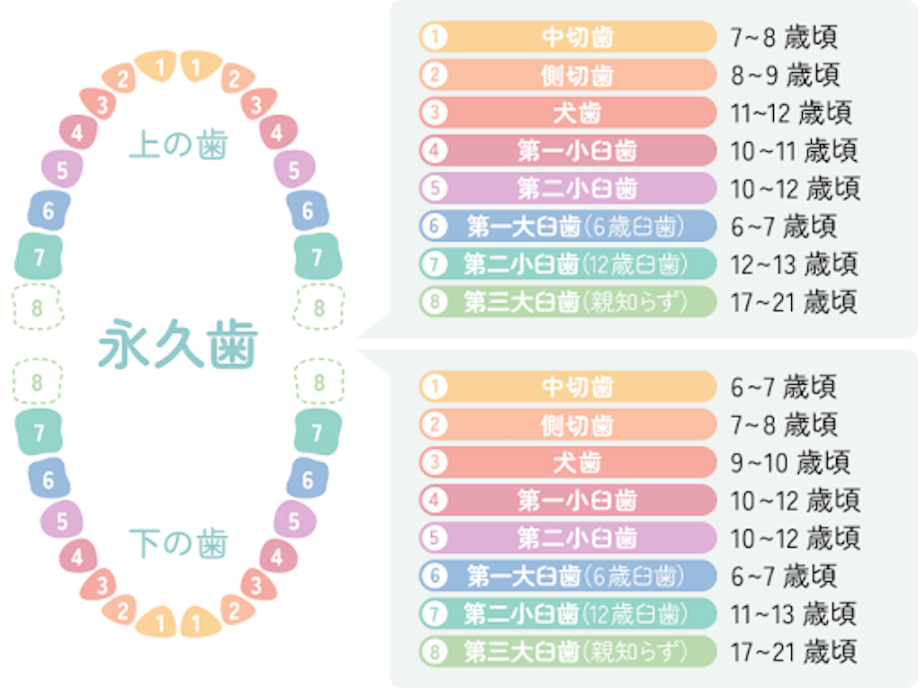 永久歯